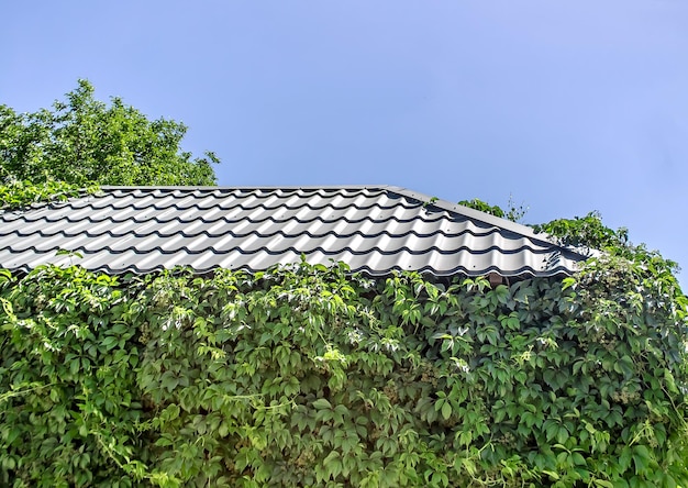 Le toit de la maison recouvert de raisins sauvages