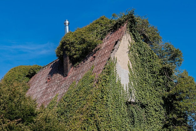 Le toit d'une vieille maison couverte de plantes vertes rampantes sous le ciel bleu