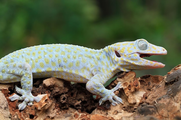 Tokay gecko albinos libre