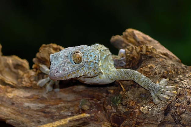 Tokay gecko sur bois avec fond nature