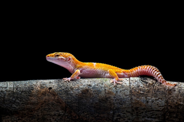 Tokay Gecko sur fond noir