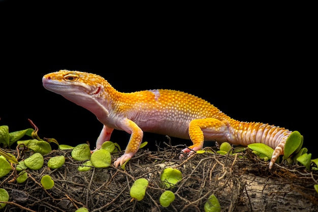 Tokay Gecko sur fond noir