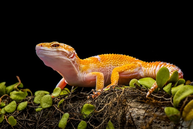 Tokay Gecko sur fond noir