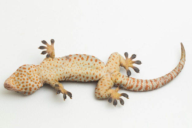 Tokay Gecko Gekko gecko isolé sur fond blanc