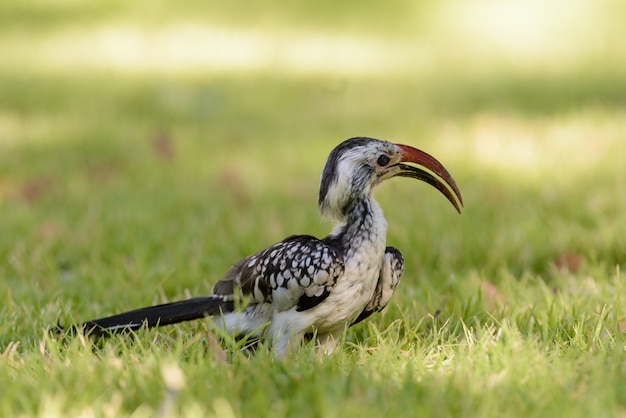 Toko à bec jaune sur l'herbe