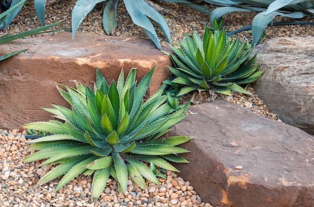 Photo la tolérance à la sécheresse tropicale des plantes d'agave a des épines acérées