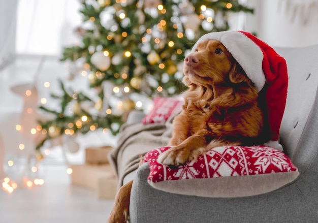 Toller retriever à Noël