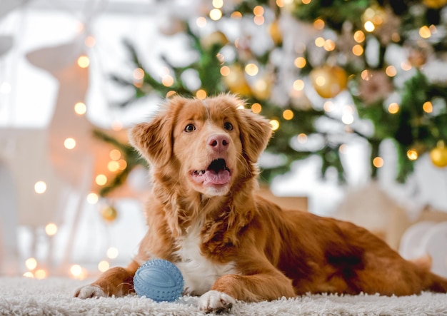 Toller retriever à Noël