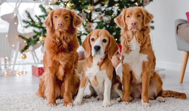 Toller retrievers et chien beagle à Noël assis ensemble et regardant la caméra dans une maison décorée du Nouvel An. Chiens de race pure posant dans la salle des fêtes de Noël