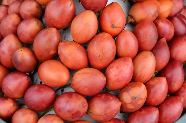 Tomate arbustive rouge