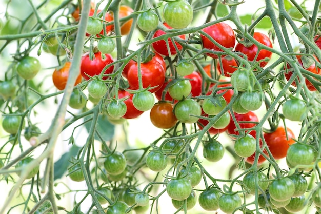 Tomate sur branche