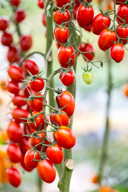 tomate cerise rouge