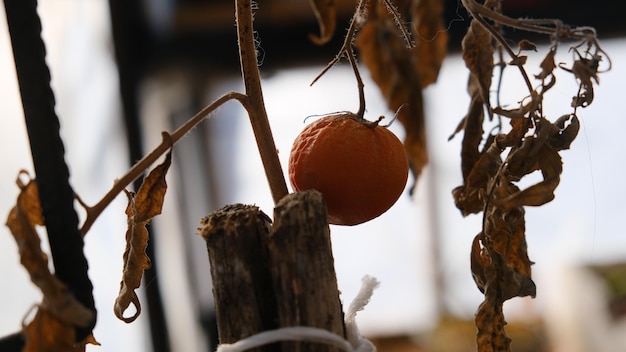 tomate cerise en serre