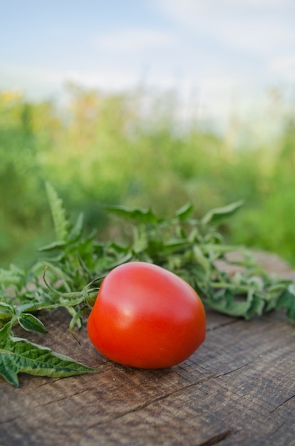 Tomate cerise sur la vigne. Tomate cerise fraîche mûre sur branche. Branche de tomate cerise