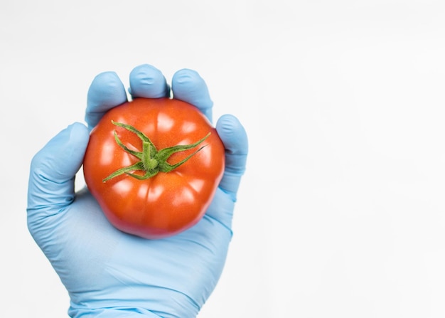 Tomate dans une main dans un gant en caoutchouc sur fond blanc Le concept de compatibilité écologique des OGM dans les légumes