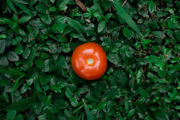 tomate sur fond vert