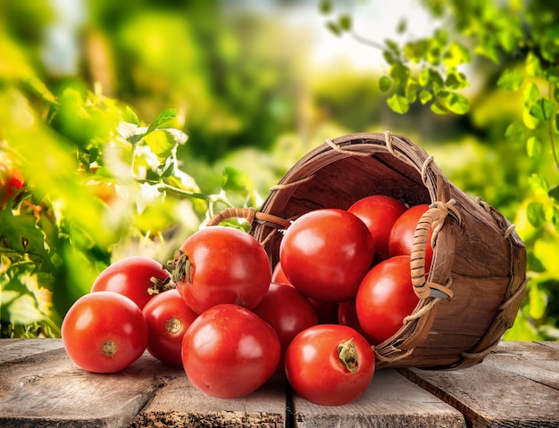 Tomate fraîche dans le panier