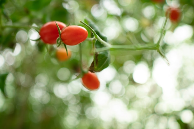 Tomate fraîche hydroponique en serre