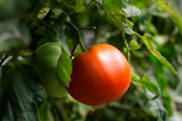 Tomate fraîche rouge du jardin dans un gros plan de jardin