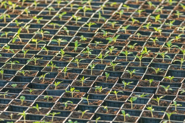 Tomate germée. Feuilles vertes de semis de tomates en pot.