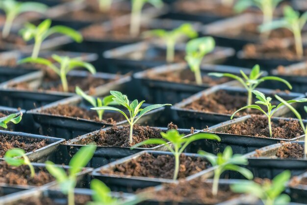 Tomate germée. Feuilles vertes de semis de tomates en pot.