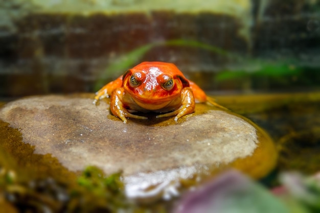 Tomate grenouille animal amphibien exotique