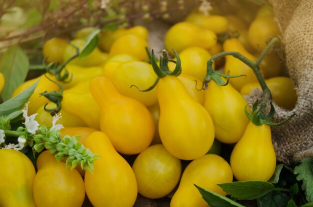 Tomate jaune en forme de poire sur une table en bois