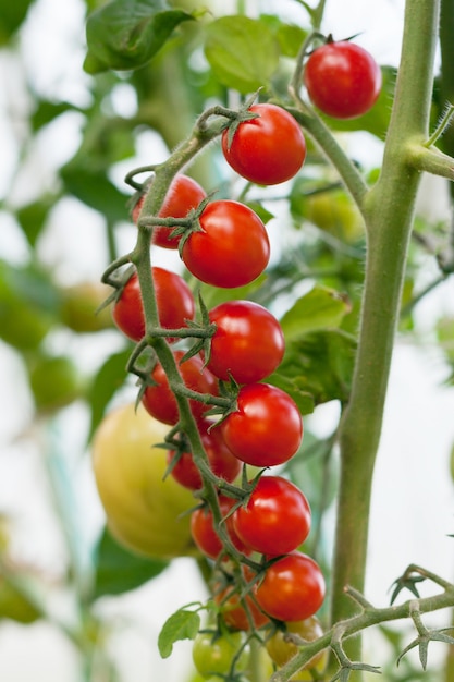 Tomate mûre sur une branche