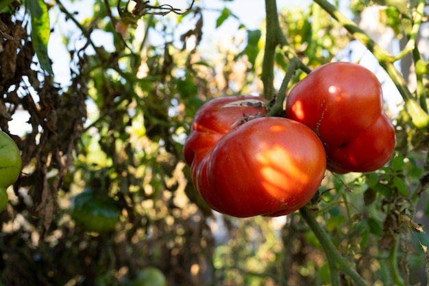 tomate mûre sur un buisson. faire pousser de grosses tomates