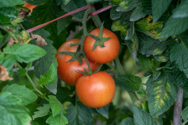 Tomate mûre ou immature sur un tomate dans un champ