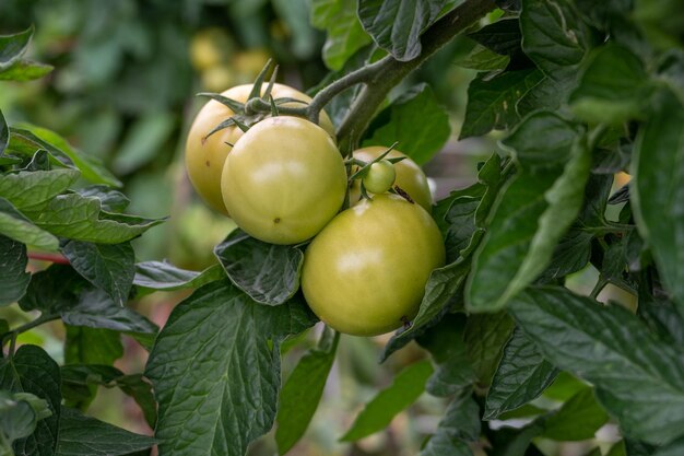 Tomate mûre ou immature sur un tomate dans un champ