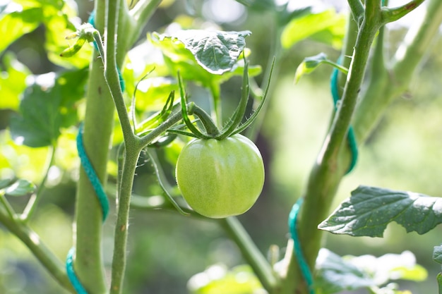 Une tomate mûre verte sur un buisson attaché avec des cordes pour le soutien. Cultiver des légumes en plein champ et en serre.