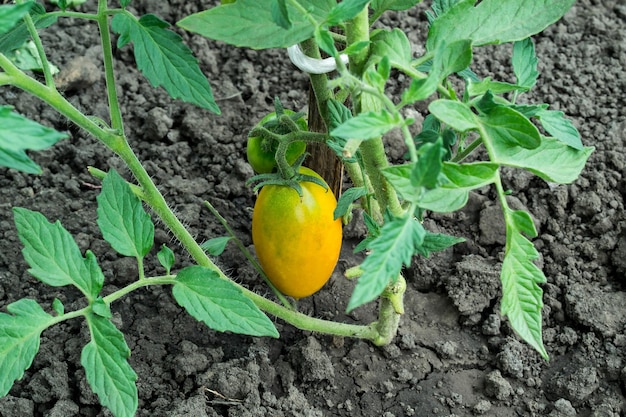 La tomate mûrit sur la branche