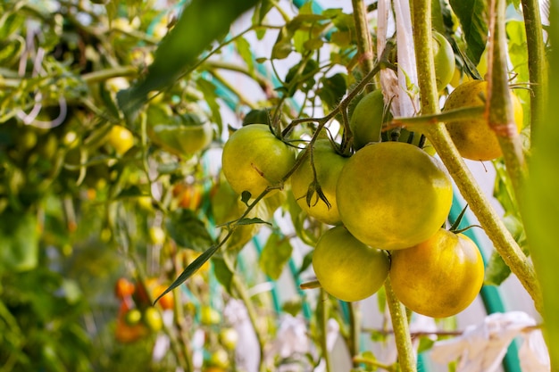 Tomate non mûre sur une branche