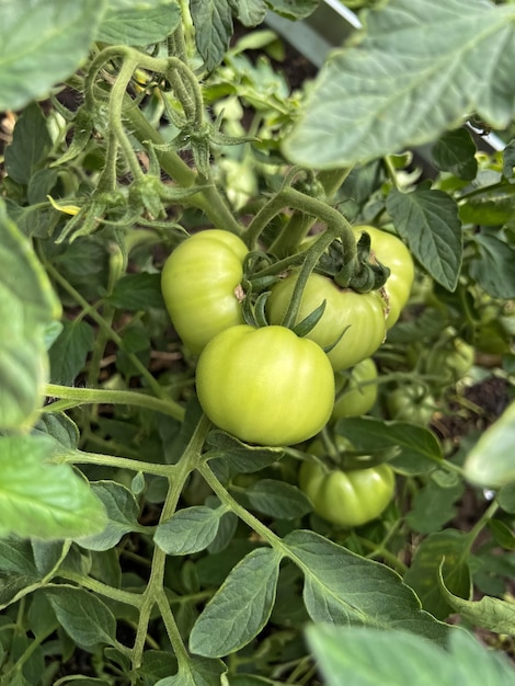 La tomate pousse dans une parcelle de jardin dans une serre