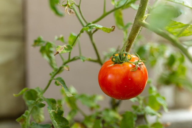 Photo une tomate ronde rouge sur une vue de côté de buisson vert