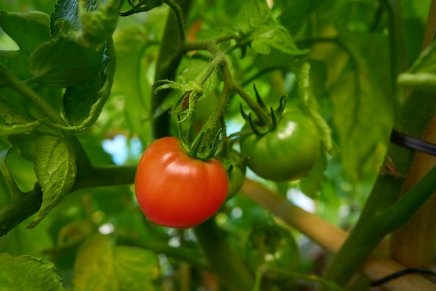 Tomate rouge dans le verger