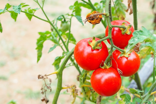 Tomate rouge mûre sur un arbre dans le jardin