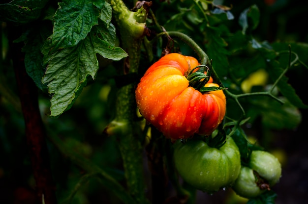 Tomate rouge