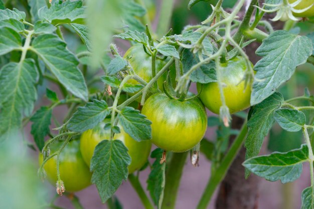 Tomate verte sur les branches