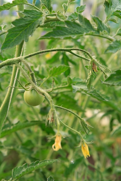 Tomate verte non mûre et fleurs sur un buisson en fleurs dans le jardin.