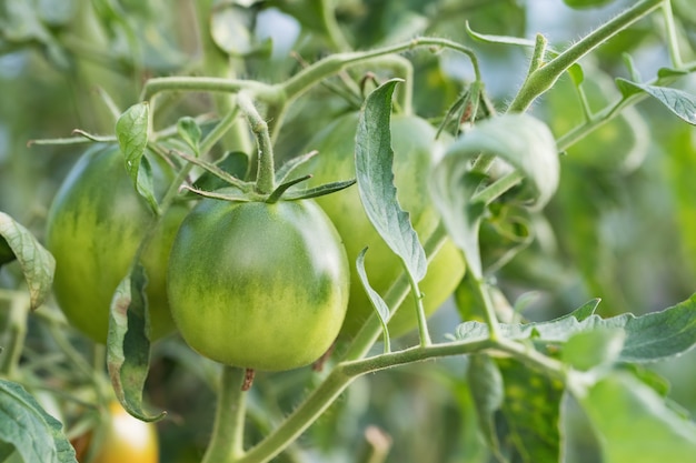 Tomate verte poussant dans une serre, gros plan