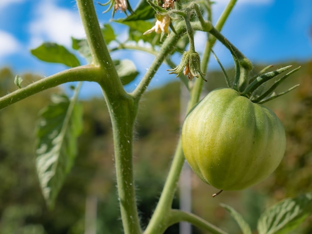 Une tomate verte (Solanum lycopersicum) commence à mûrir sur le plant de tomate avec des fleurs séchées autour d'elle avec un joli ciel bleu en arrière-plan