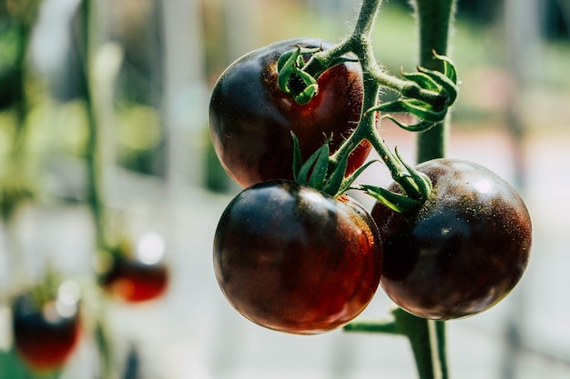 Tomate violette