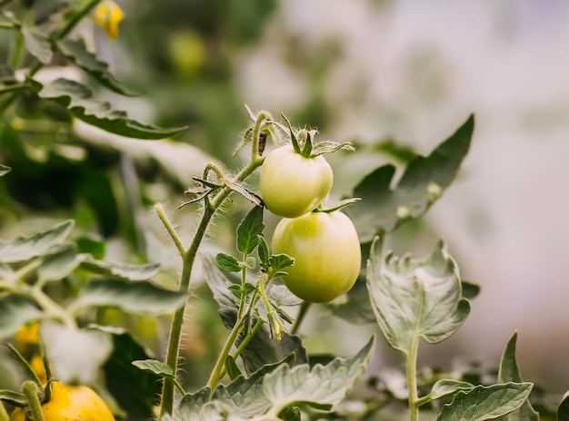 Tomates bio cultivées en serre