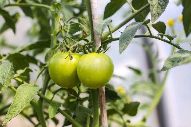 Tomates bio cultivées en serre