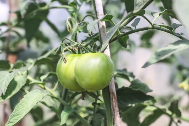 Tomates bio cultivées en serre