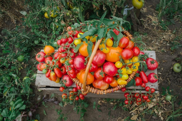 Tomates bio vert rouge jaune orange dans un panier en bois