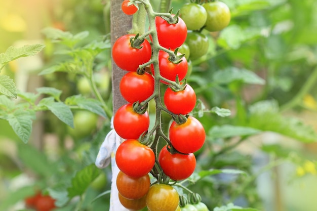 Tomates biologiques mûres au jardin prêtes à la récolte