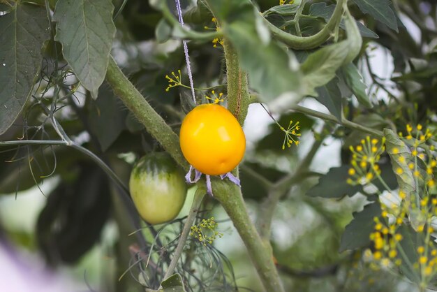 Tomates biologiques mûres et non mûres poussant en serre en été